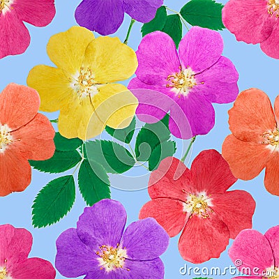 Briar, wild rose. Seamless pattern texture of flowers. Floral ba Stock Photo