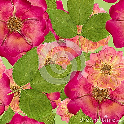 Briar, wild rose,. Seamless pattern texture of pressed dry flowers. Stock Photo