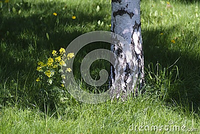 Brich trunk and flowers Stock Photo