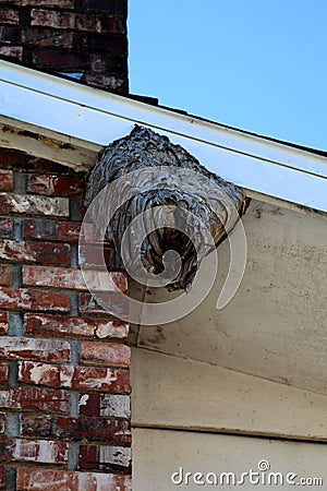 Baldfaced Hornets Nest bee nest Stock Photo