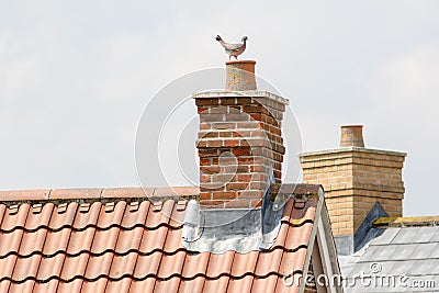 Chimney stack. Urban housing estate house roof tops with pigeon. Stock Photo