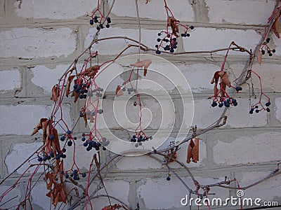 The brick texture with cracks and scratches Stock Photo