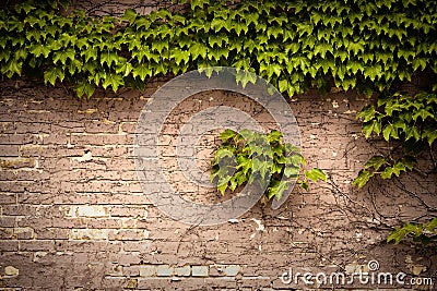 Brick wall Stock Photo