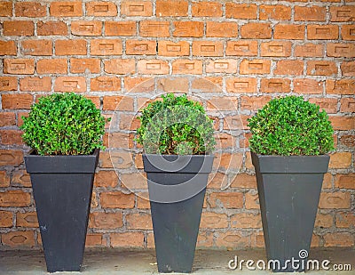 Brick wall in the background, decorated with plants vases Stock Photo