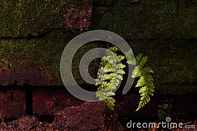 Brick wall moss and fern stones Stock Photo