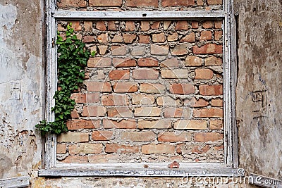 bricked up window frames and some ivy in an old building, background with copy space Stock Photo