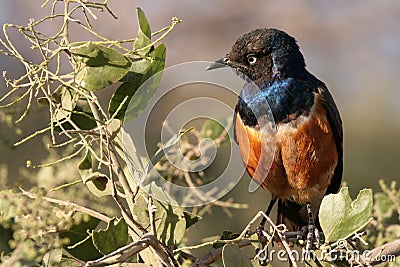 Brid - Spreo superbus Stock Photo