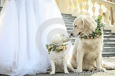 Bride and adorable dogs wearing wreathes made of beautiful flowers outdoors, closeup Stock Photo
