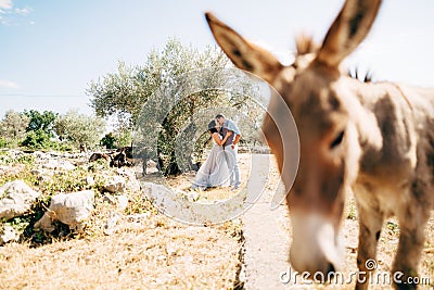 bride and groom hugging and kissing in olive grove. cute donkeys next to them. curious donkey in the foreground Stock Photo