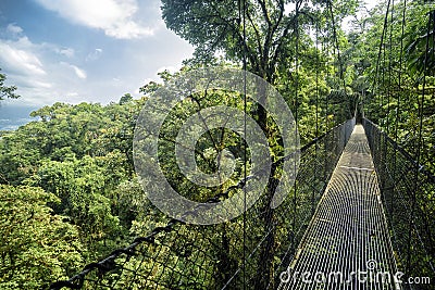 Bridge in the jungle Stock Photo