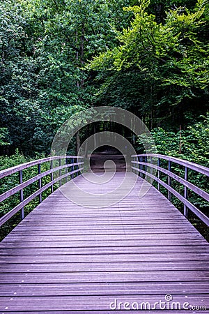 A bridge leading into the a dark forest in Haagse Bos, forest in The Hague Stock Photo