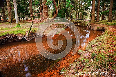 Bridge over stream in vibrant Fall forest Stock Photo