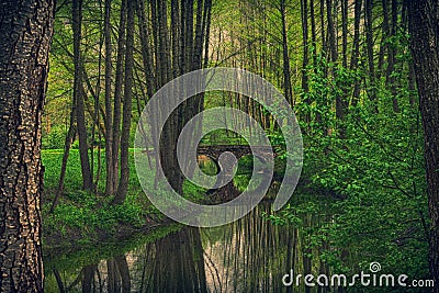 Bridge. Park. Trees. Summer. River Stock Photo