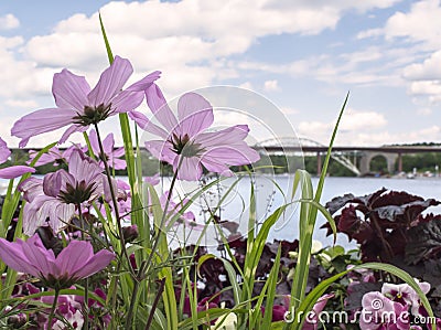 Bridge view through pink, delicate flowers Stock Photo