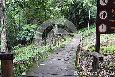 Bridge in the woods and stairs in the middle of the forest. Stock Photo