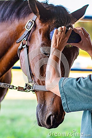 Bridled Horse Stock Photo