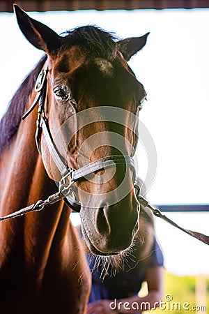 Bridled Horse Stock Photo