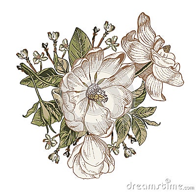 Brier dog rose rosehip Beautiful white blooming isolated realistic flowers Vintage Drawing engraving Vector victorian Illustration Vector Illustration