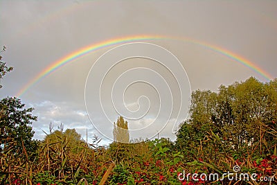 Brigh colorful rainbow on a grey sky over over trees and shrubs Stock Photo