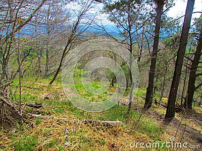 Brigh grass covered forest clearing Stock Photo