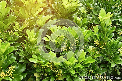 Brigh green leaves Stock Photo