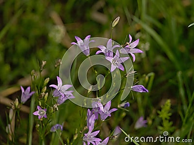 Brigh lilac harebell flowers - Campanula rotundifolia Stock Photo