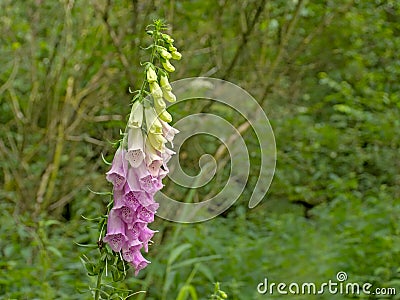 Brigh pink foxglove flowers in a green summer forest Stock Photo