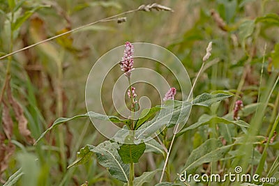 Brigh pink redshank flower - Persicaria maculosa Stock Photo