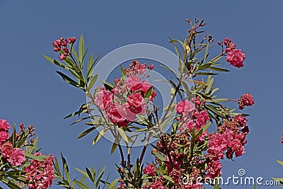 Brigh pink sunny oleander flowers against a blue sky Stock Photo