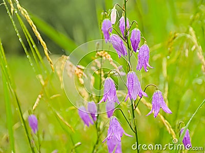 Brigh purple creeping bellflowers with raindrops Stock Photo