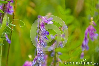 Brigh purple tufted vetch flowers with raindrops Stock Photo