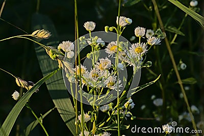 Brigh sunny wild chamomile flowers - Matricaria chamomilla Stock Photo