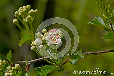 Brigh white hawthorn flowers with pink stems in springtime Stock Photo