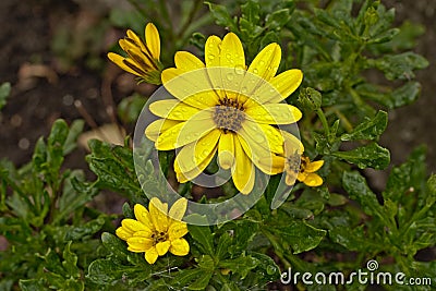 Brigh yellow african daisy flower in the garden Stock Photo