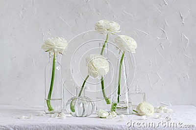 Bright and airy floral composition. White ranunculus flowers in different size glass vases on a white background Stock Photo