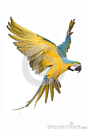 Bright ara parrot flying Stock Photo