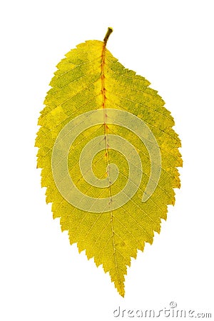 Bright aspen leaf of autumn shades isolated Stock Photo