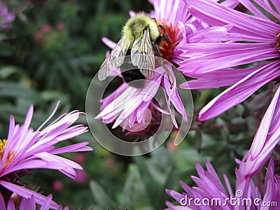 Bright attractive bee pollinating purple Aster flower close up in a garden Stock Photo