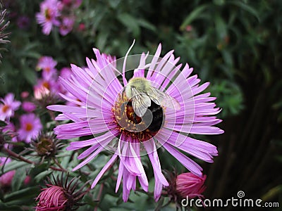 Bright attractive bee pollinating purple Aster flower close up in a garden Stock Photo