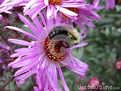 Bright attractive bee pollinating purple Aster flower close up in a garden Stock Photo