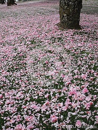Bright attractive blooming pink white Yaezakura cherry blossom flower petals on grassy ground Stock Photo