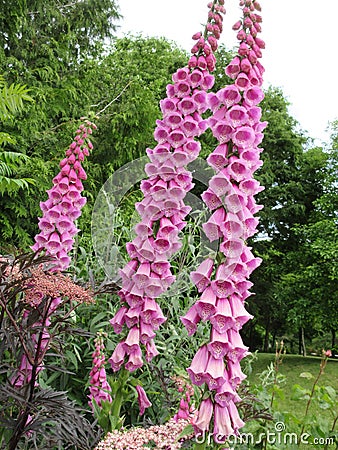 Bright attractive colorful pink purple foxgloves flowerbed garden in summer June 2021 Stock Photo