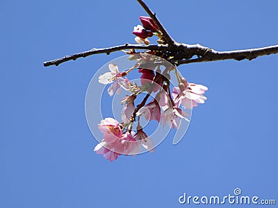 Bright attractive early stage budding and blooming cherry blossom flowers Prunus Stock Photo