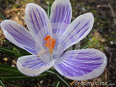 Bright attractive sweet light color Whitewell Purple Crocus flower blooming in mid-spring in a garden 2019 Stock Photo