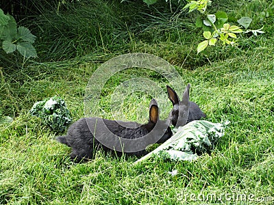 Bright attractive sweet pair of baby bunny rabbit siblings feeding on veggies 2020 Stock Photo