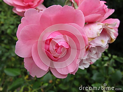 Bright attractive colorful Royal Bonica roses flowerbed blooming in summertime June Stock Photo