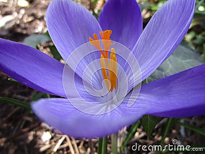 Bright attractive Whitewell Purple Crocus flowers blooming in spring Stock Photo