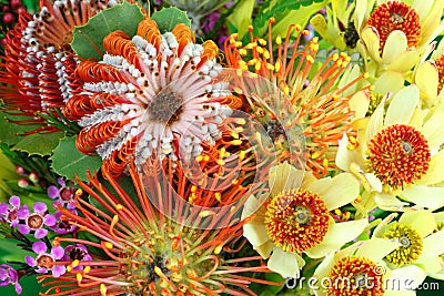 Bright Australian native flowers Stock Photo