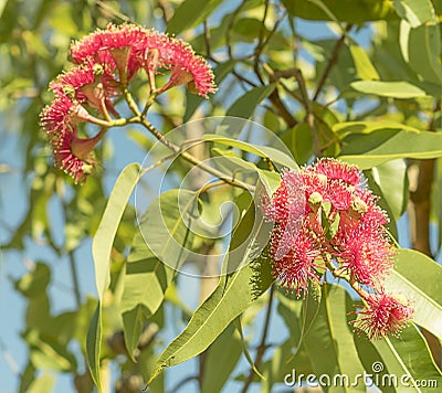 Bright Australian sunlight on red eucalyptus flowers Stock Photo