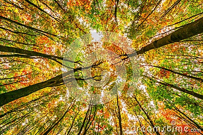 Bright autumn beech trees crowns, fall in the foliar forest. Stock Photo